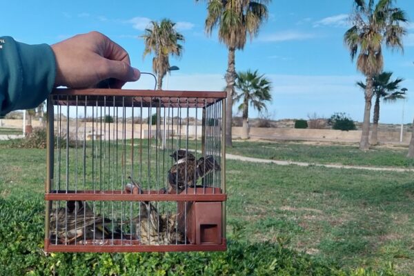 La Guardia Civil sorprende a un hombre cazando aves de manera ilegal en Daimús
